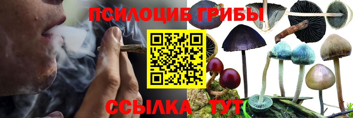 Псилоцибиновые грибы мухоморы  Вход с VPN  цены наркотик  Владикавказ  Галлюциногенные грибы Psilocybe 